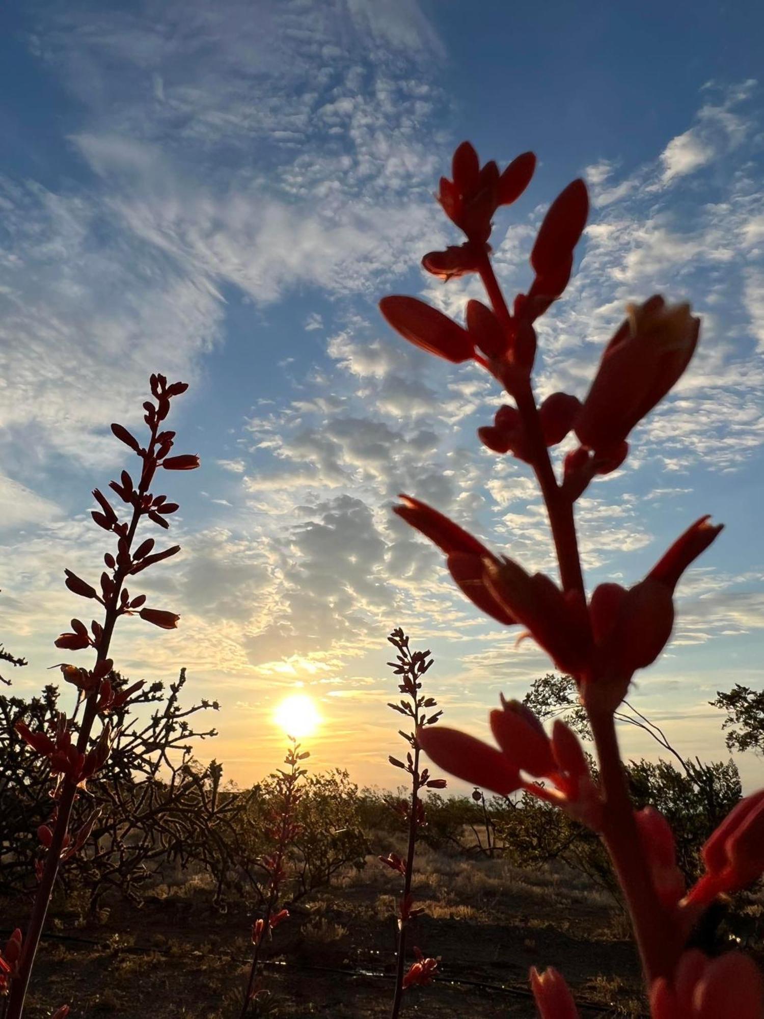 Hole In The Wall Getaway - Usa Mexico Border Bed And Breakfast Columbus ภายนอก รูปภาพ
