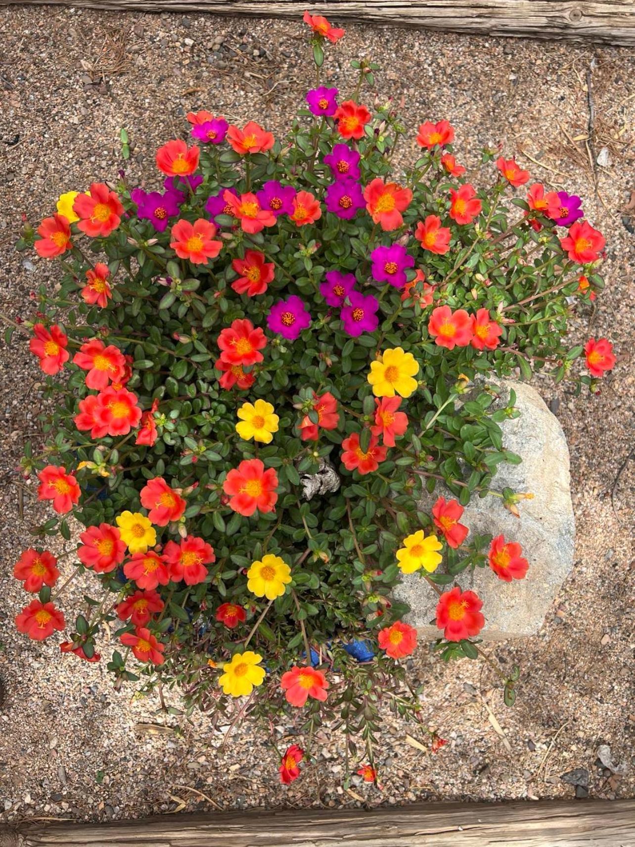 Hole In The Wall Getaway - Usa Mexico Border Bed And Breakfast Columbus ภายนอก รูปภาพ